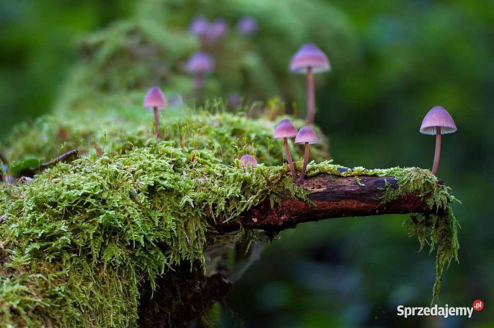 Prowadzenie nadzoru przyrodniczego opinia Wrocław