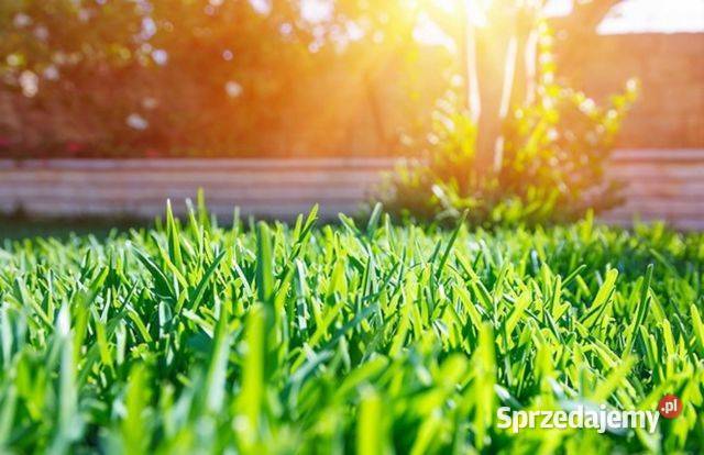 MIESZANKA DO TRAWNIKA 25 śląskie