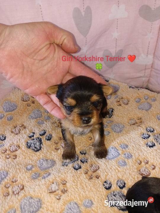 do rezerwacji szczeniąt Yorkshire Terrier York Grzybno