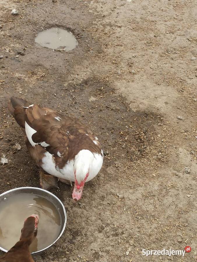 Jaja lęgowe kaczek pizmowychfrancuskich Krasnystaw