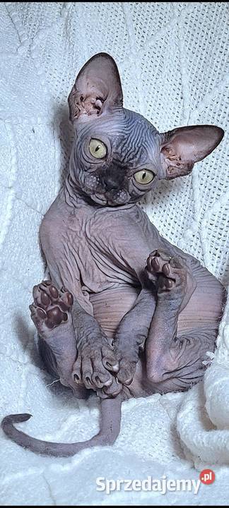 Kocurek Sfinks na Hodowle Warszawa