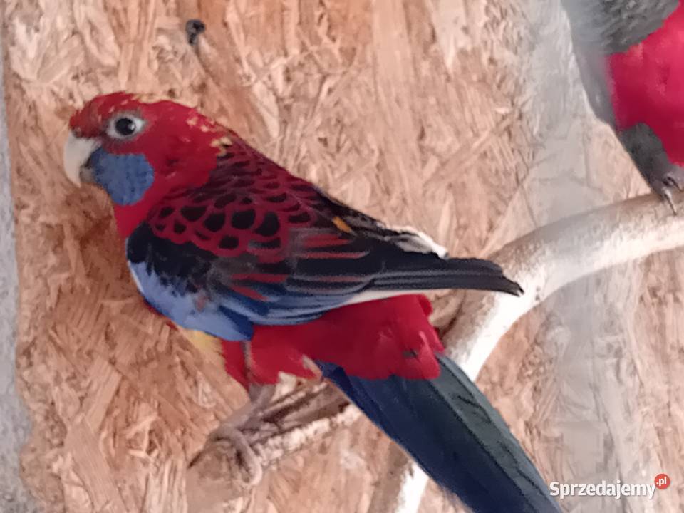 Rozelke królewskie para legowa Przeworsk