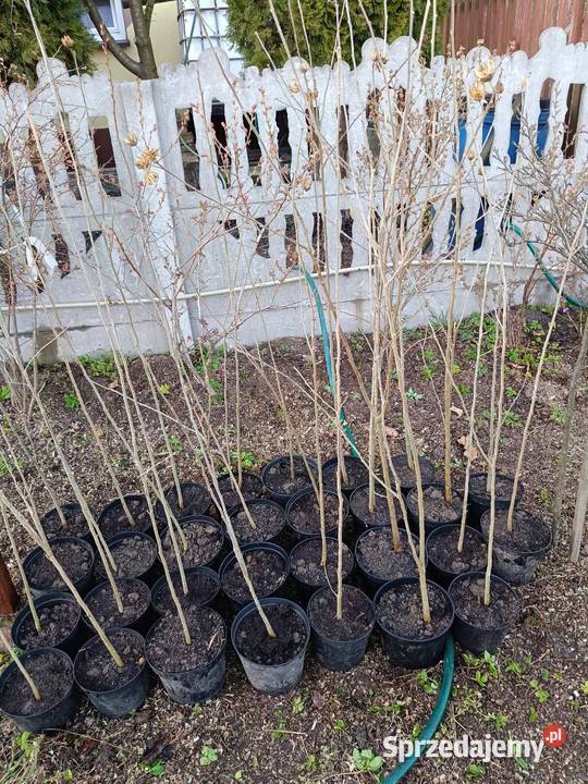 Hibiskus sadzonki Pozostałe Ostrów sprzedam