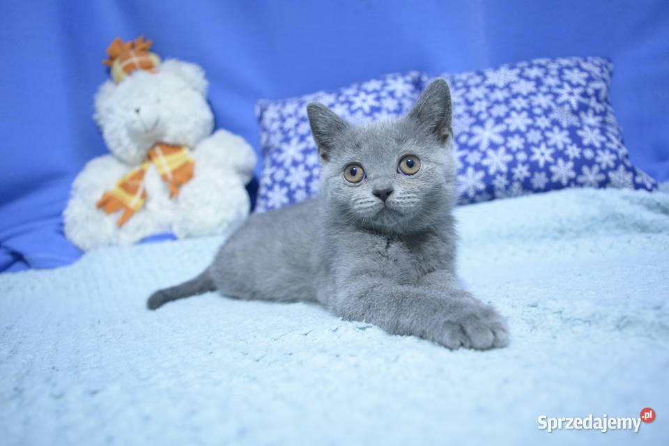 Kociaki brytyjskie na Gwiazdkę Ciechanów