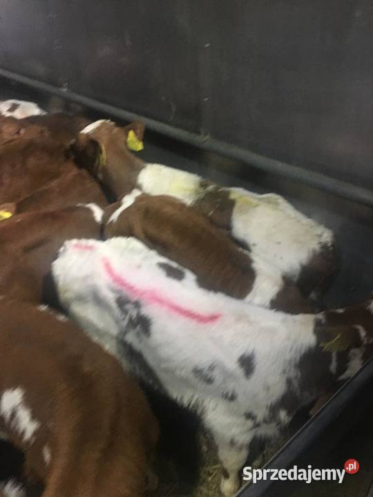 Sprzedam byczki mięsne