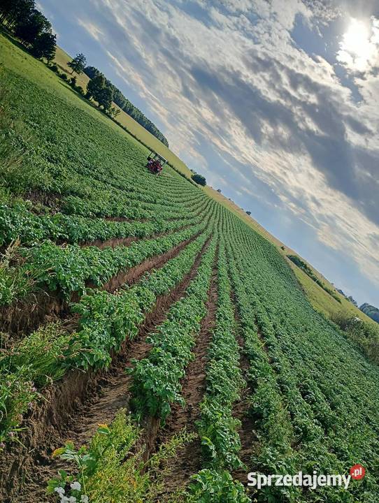 Ziemniaki drobnego kalibru Jeziorany sprzedam