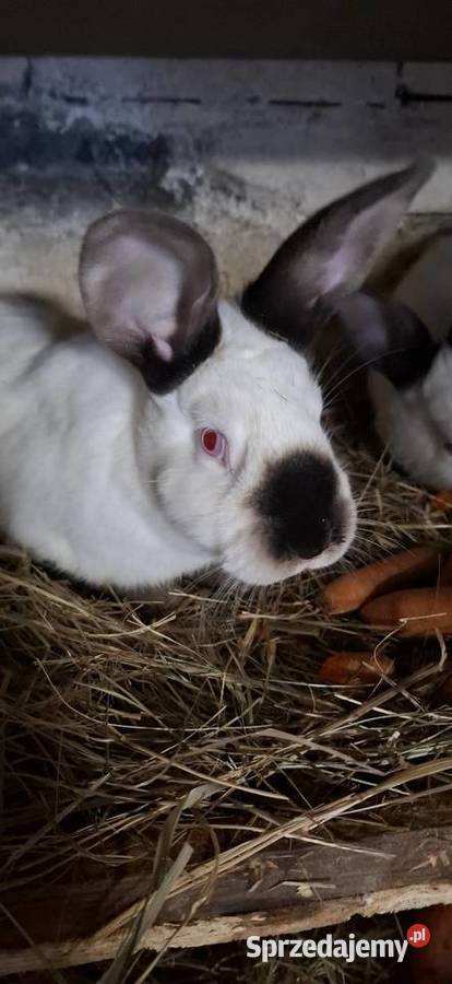 Kalifornijski samiec Szlichtyngowa