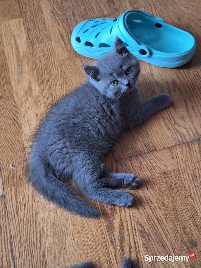 Kocięta brytyjskie Koty Lipno