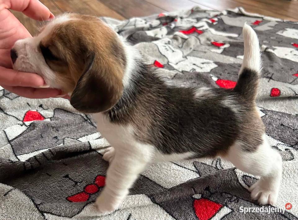 Beagle tricolor ZKwP
