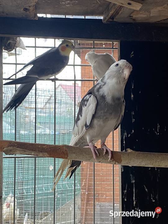 Sprzedam nimf Damasławek