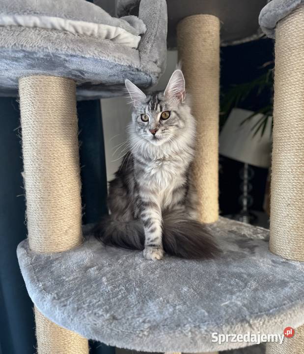 Apollo kocurek Maine Coon Nowa Wieś Lęborska