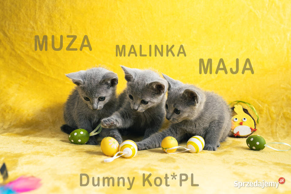 Kocięta Rosyjskie Niebieskie Toruń