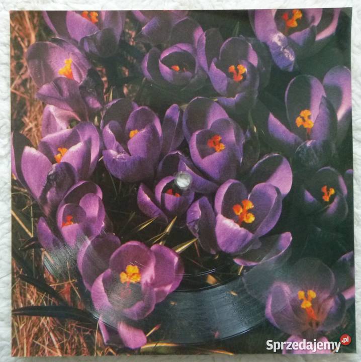 Pocztówka dźwiękowa 1978 S Quatro If you cant Warszawa