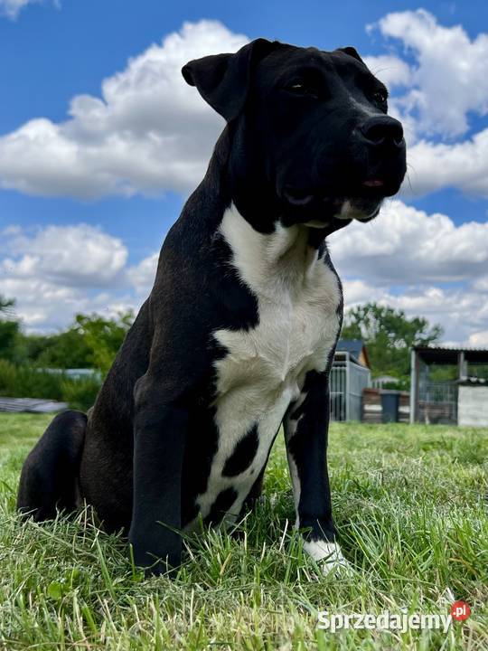 Amstaff szczeniak Kietrz