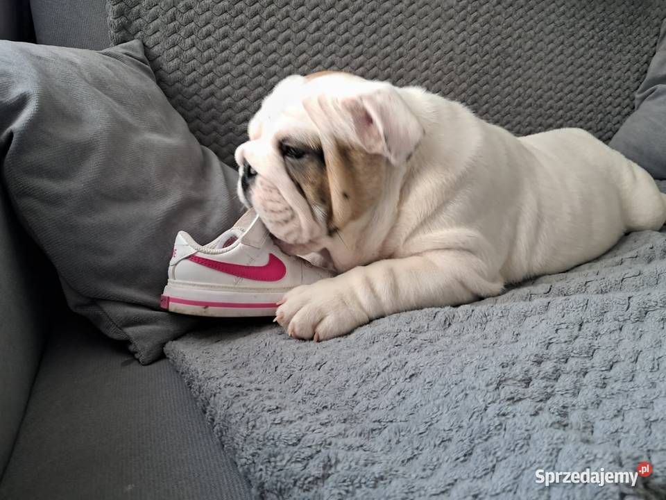 Buldog angielski Kielce sprzedam