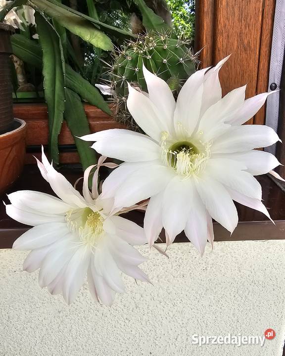 Kaktus Echinopsis Królowa nocy