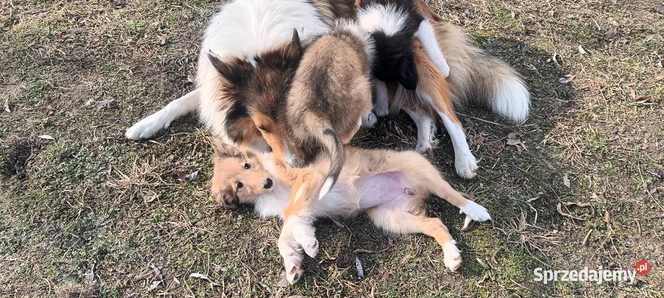 Szczenięta Owczarek szkocki lubelskie Łuków