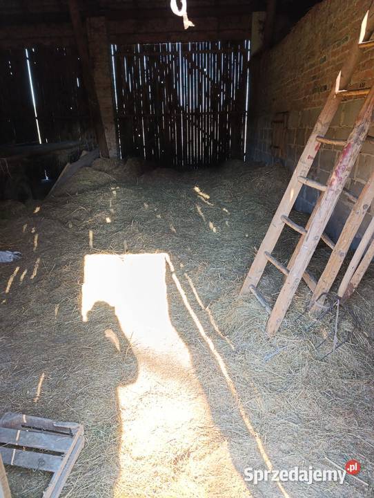 Oddam siano i słomę luzem Sokolniki