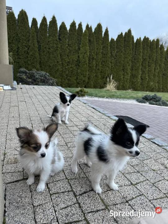 Papillon szczeniak Spaniel kontynwntalny śląskie Dudki