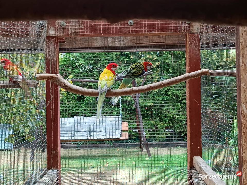 Rozelle białolice pary lęgowe Likwidacja hodowli sprzedam