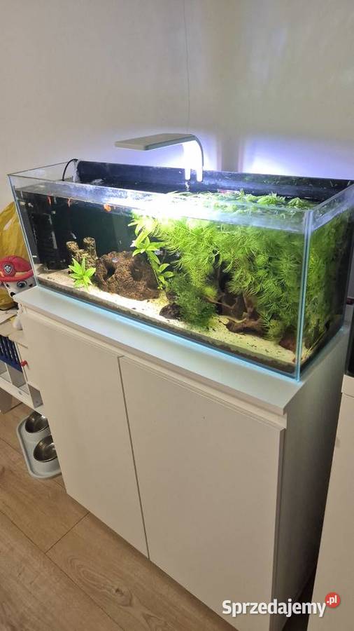 Akwarium z szafką i akwarium kostka Siechnice sprzedam