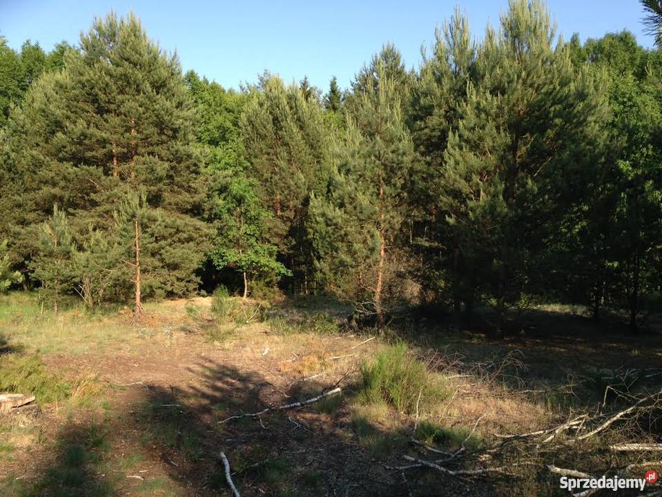 Sprzedam działkę budowlaną w lesie Bory Mszano