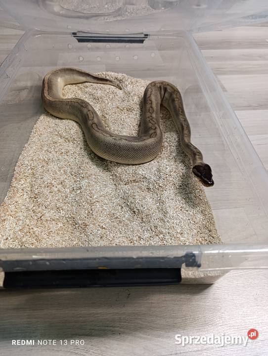 Pytony królewskie Częstochowa