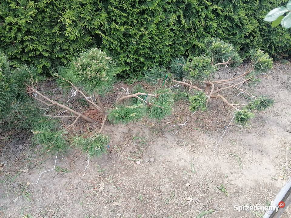 KrzewyBonsai Pudliszki