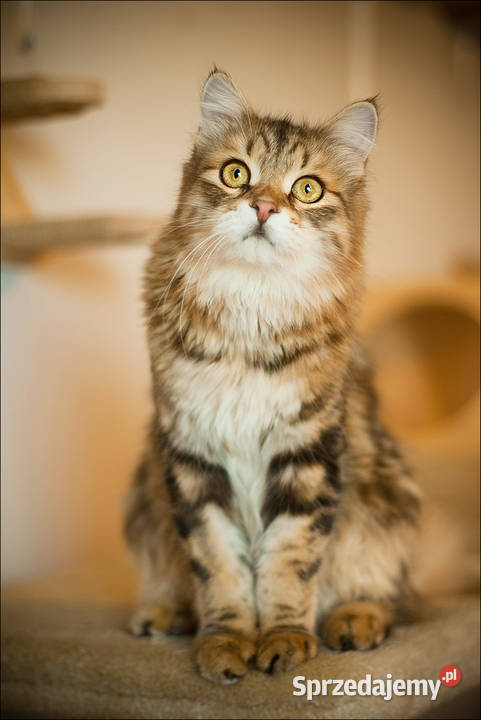 Voulezvous ahha czy chcesz Opole