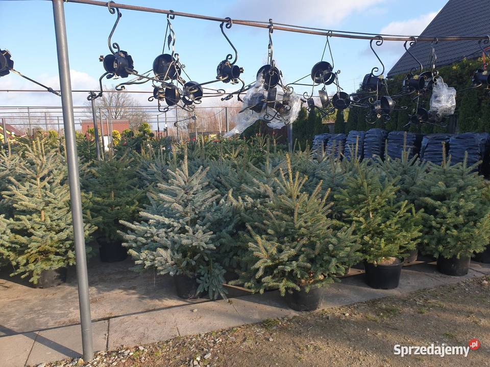 CHOINKI Świerk Jodła donica cięte RYDZYNY Rośliny Pabianice