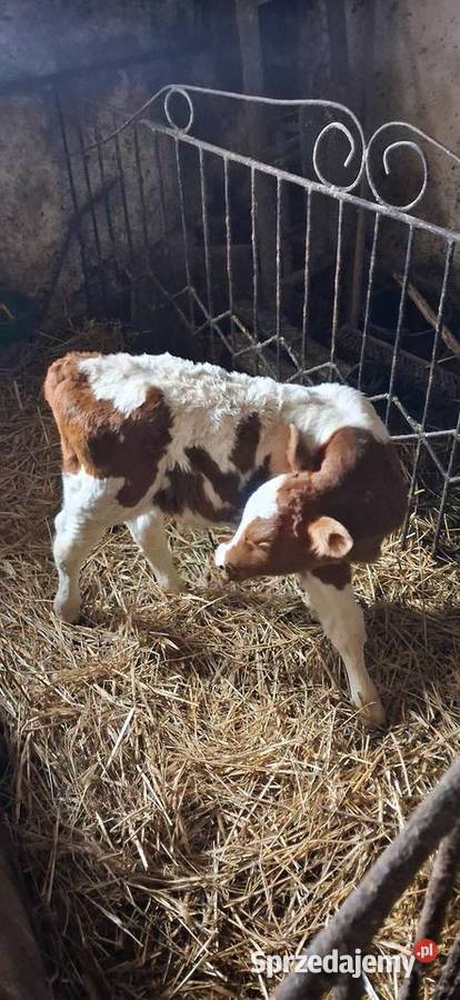 Sprzedam byczka Książ Wielki