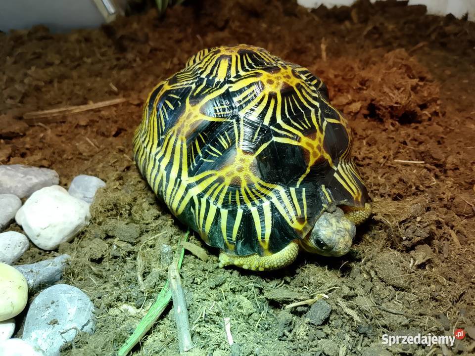 Żółw lądowy promienisty terrarium Bielsko-Biała