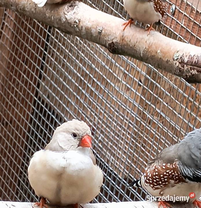 Sprzedam zeberki Pilawa sprzedam