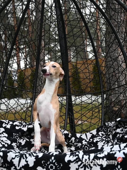 Whippet Chart Angielski Pozostałe Aleksandria