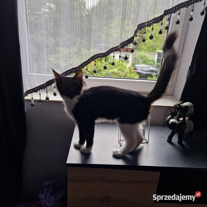 Koty Maine Coon Jamielnik sprzedam
