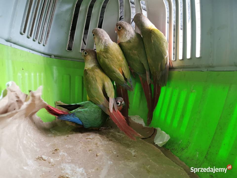 Rudosterka Rudisterki Pineaple Rozne Poznań