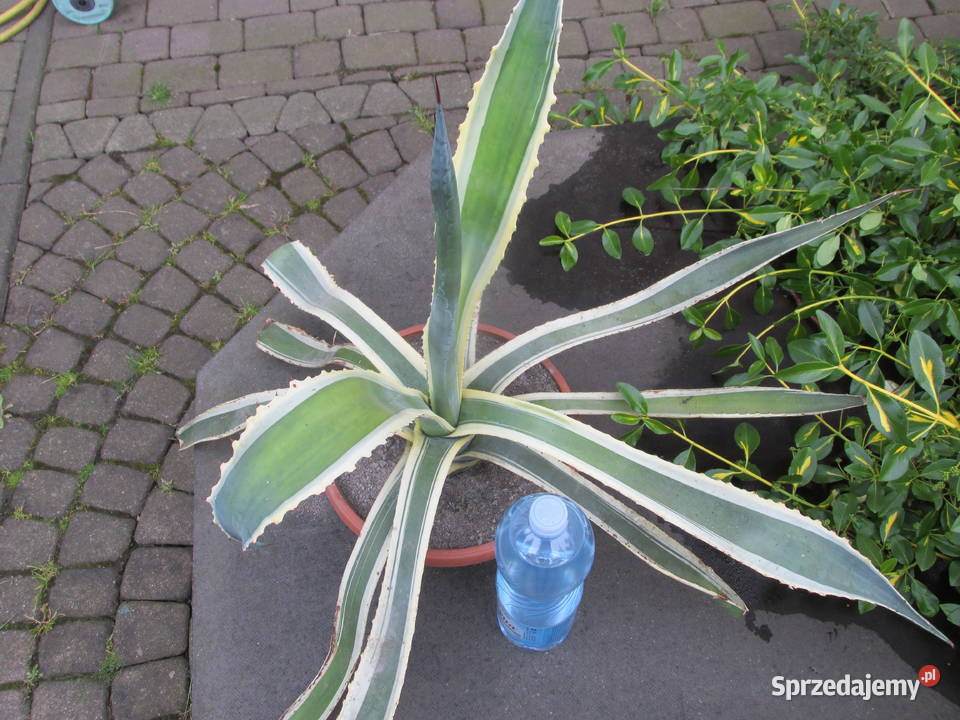 Kilkunastoletnia dwukolorowa agawa Agave