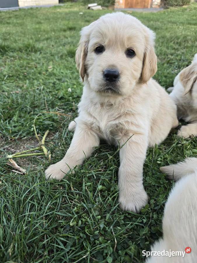 Golden retriver Psiaki gotowe na nowy dom Izbica