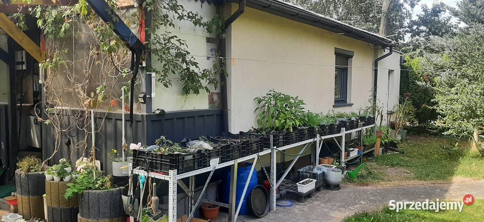 Działki 1000m2 z domkiem 65m2 w Tuszynie Tuszyn