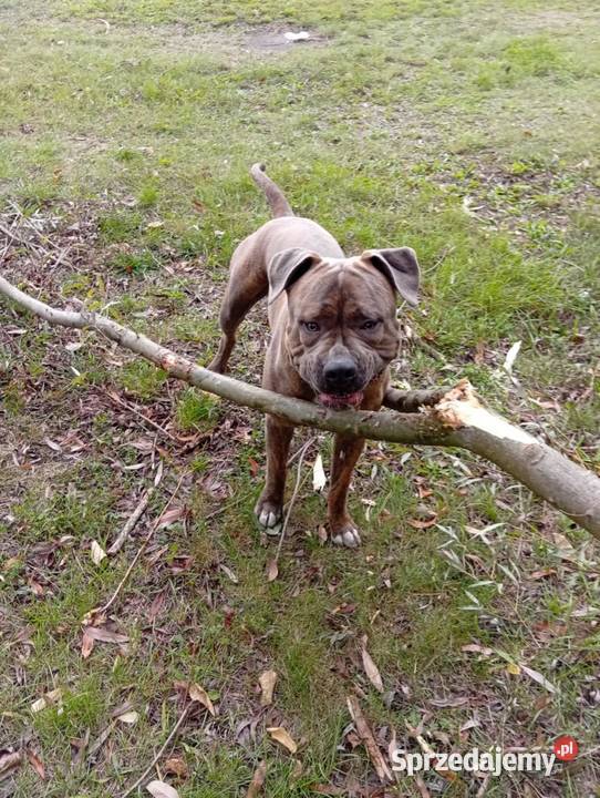Reproduktor Amstaff mazowieckie Wyszogród sprzedam