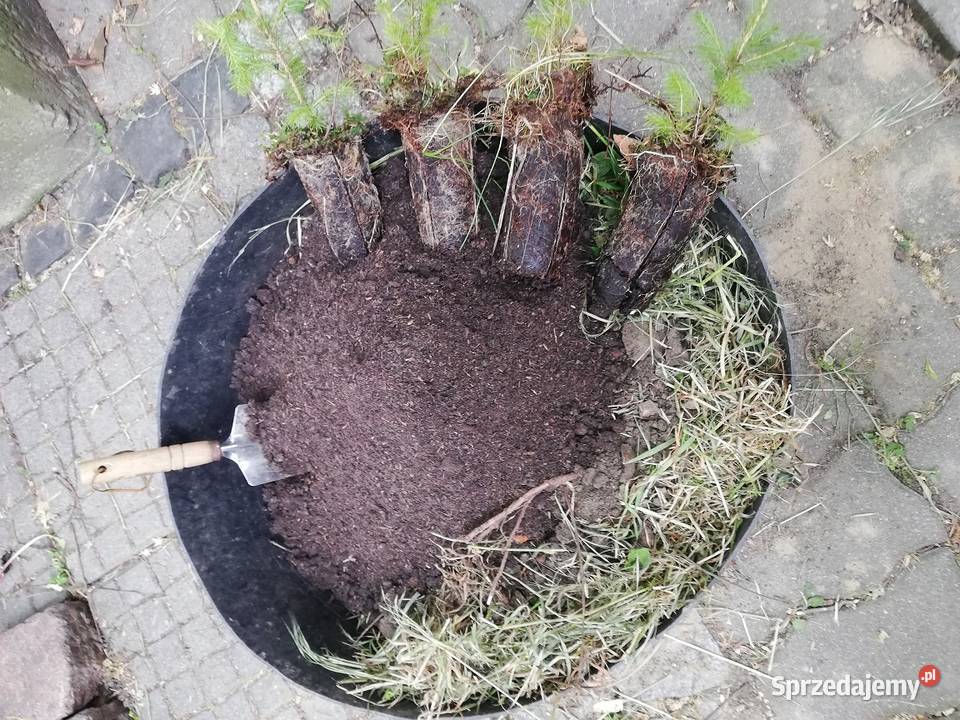 drzewka buki świerki klony kasztanowce Dom i Ogród Jelenia Góra