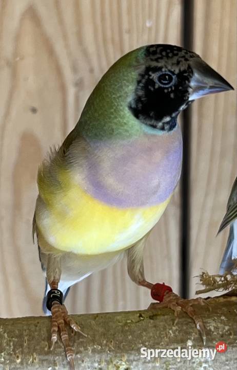 Amadyna wspaniała samiczka 2025r Ruda Śląska