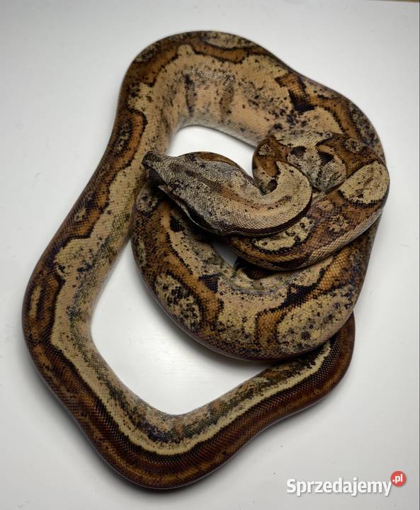 Węże boa cesarskie samice i samce Rybnik sprzedam