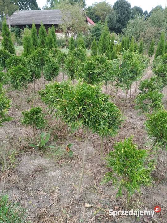 Tuja Zebrina formowana kula na pniu sprzedam