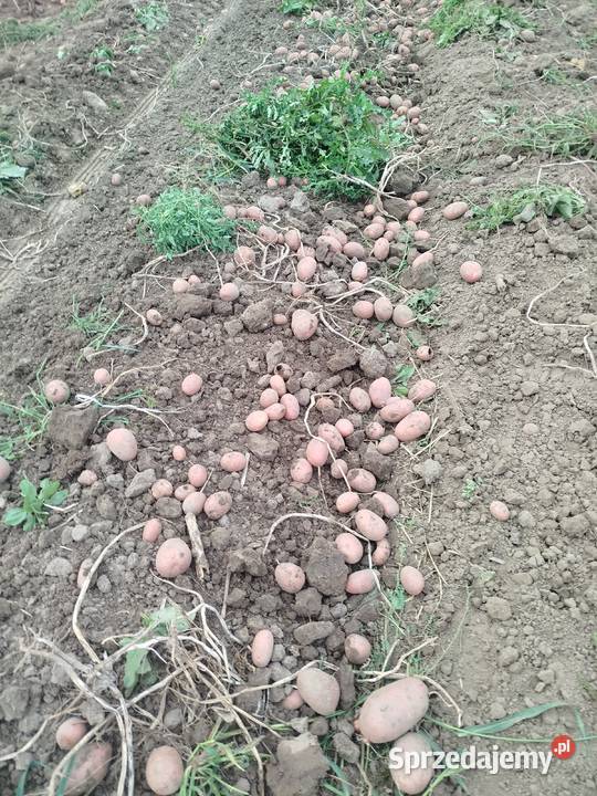 Sprzedam ziemniaki jadalne belarosa Rośliny okopowe Gać sprzedam