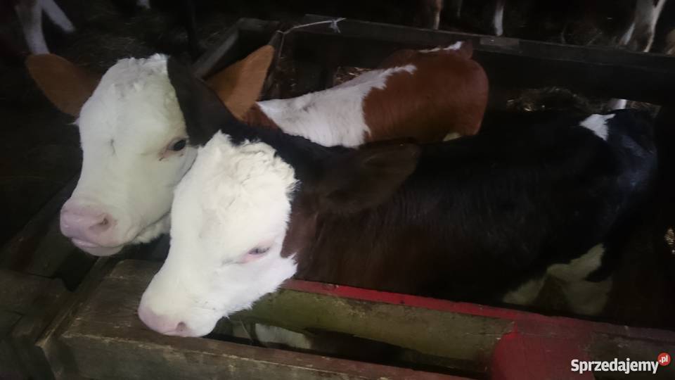 Cielaki byczki jałóweczki mięsne sprzedam Bydło mięsne Izbica