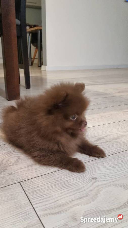 Szpic miniaturowy szczenięta wielkopolskie Wieruszew sprzedam