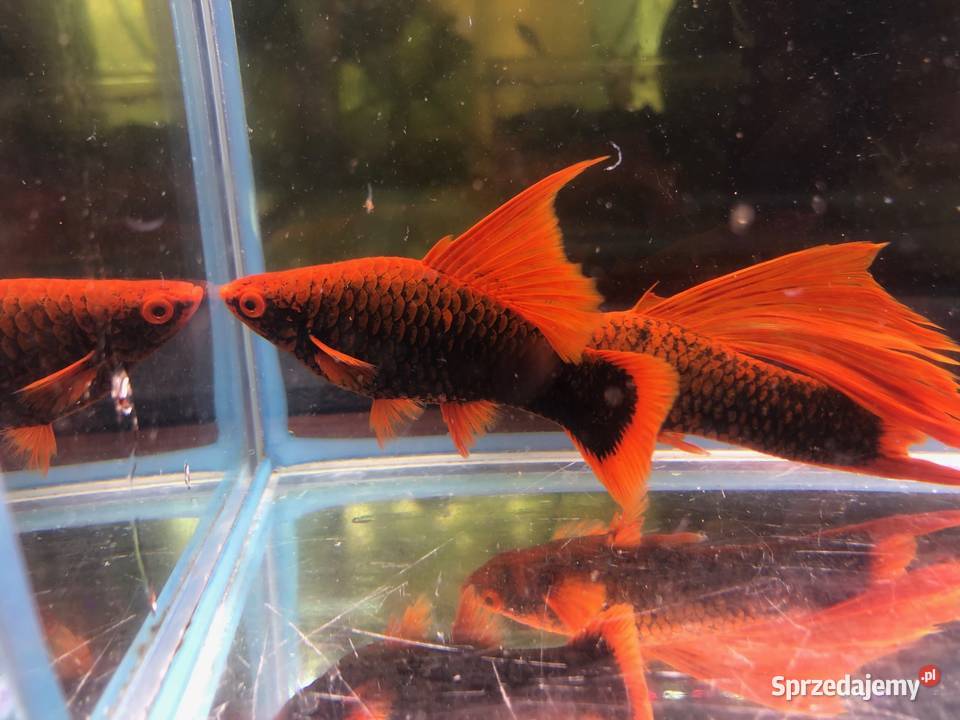 Mieczyk Hamburgi Red Alpha Ryby Justynów