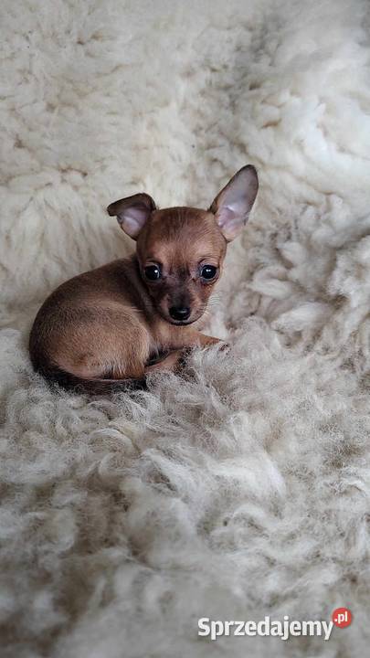 Pinczer miniatura pieski i suczki Radomsko