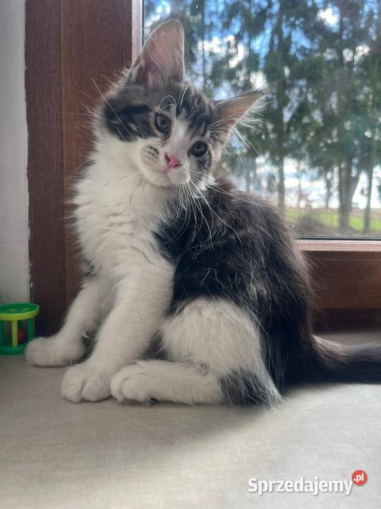 Maine Coon Sława